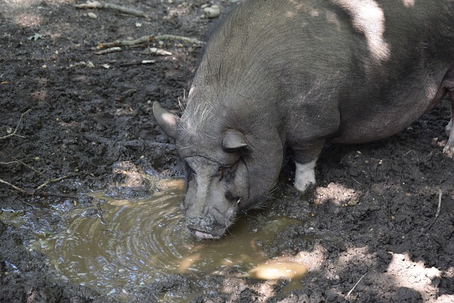 杜兰特左脚踝90度扭伤缺席至少一周，太阳进攻火力骤降附加赛希望几近破灭。36岁“死神”再遭伤病重击.