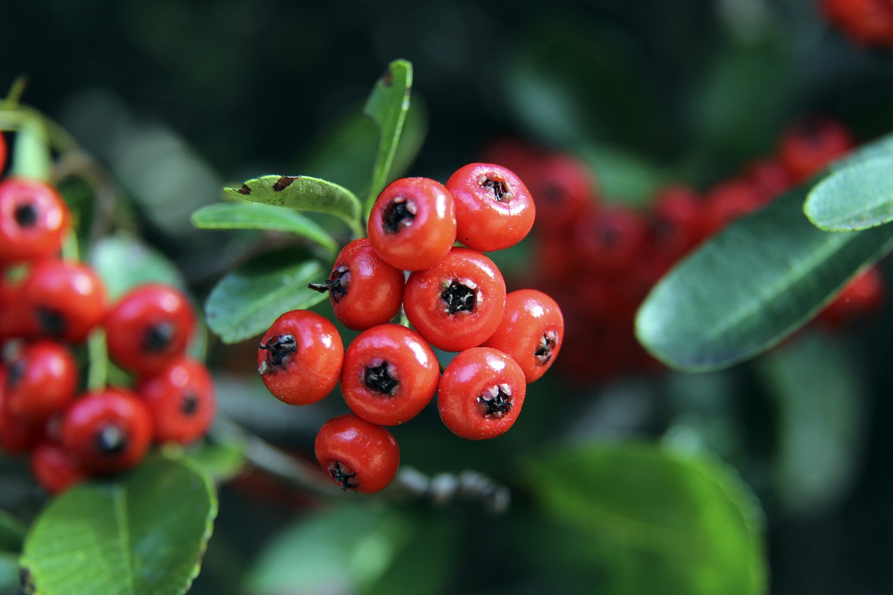 心球员们在 心球员们在